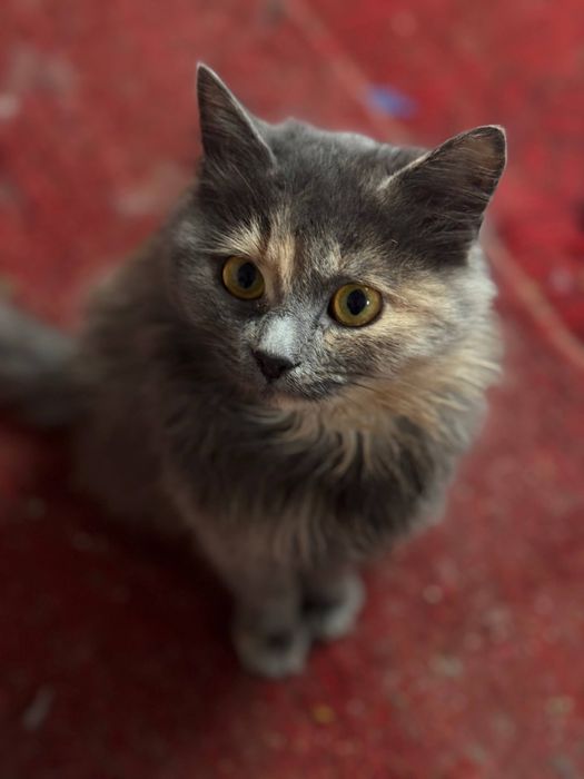 Неповторна Соня шукає дім