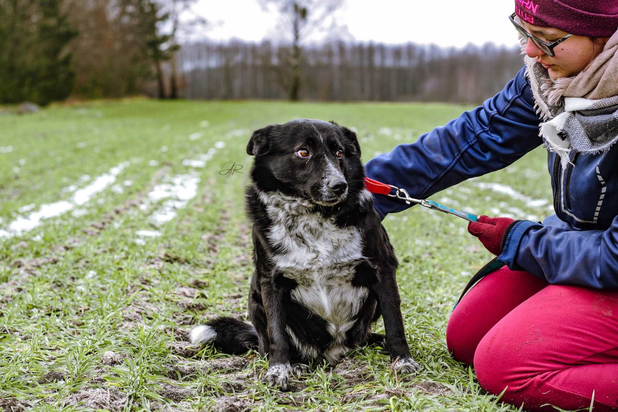 Adoptuj wrażliwego pieska, który potrzebuje miłości i wsparcia!