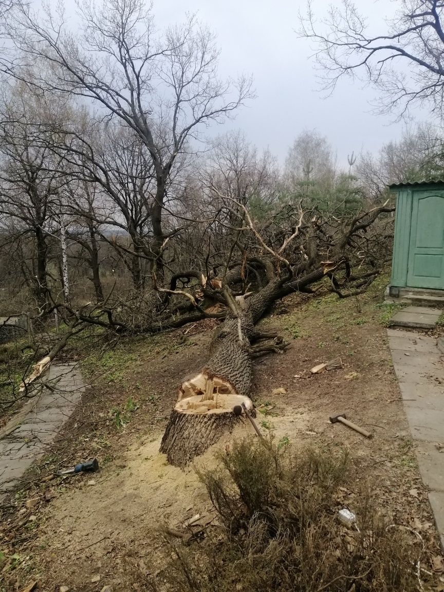 Спил деревьев! Обрезка сада! Порезка дерева на дрова! Вывоз дров!.