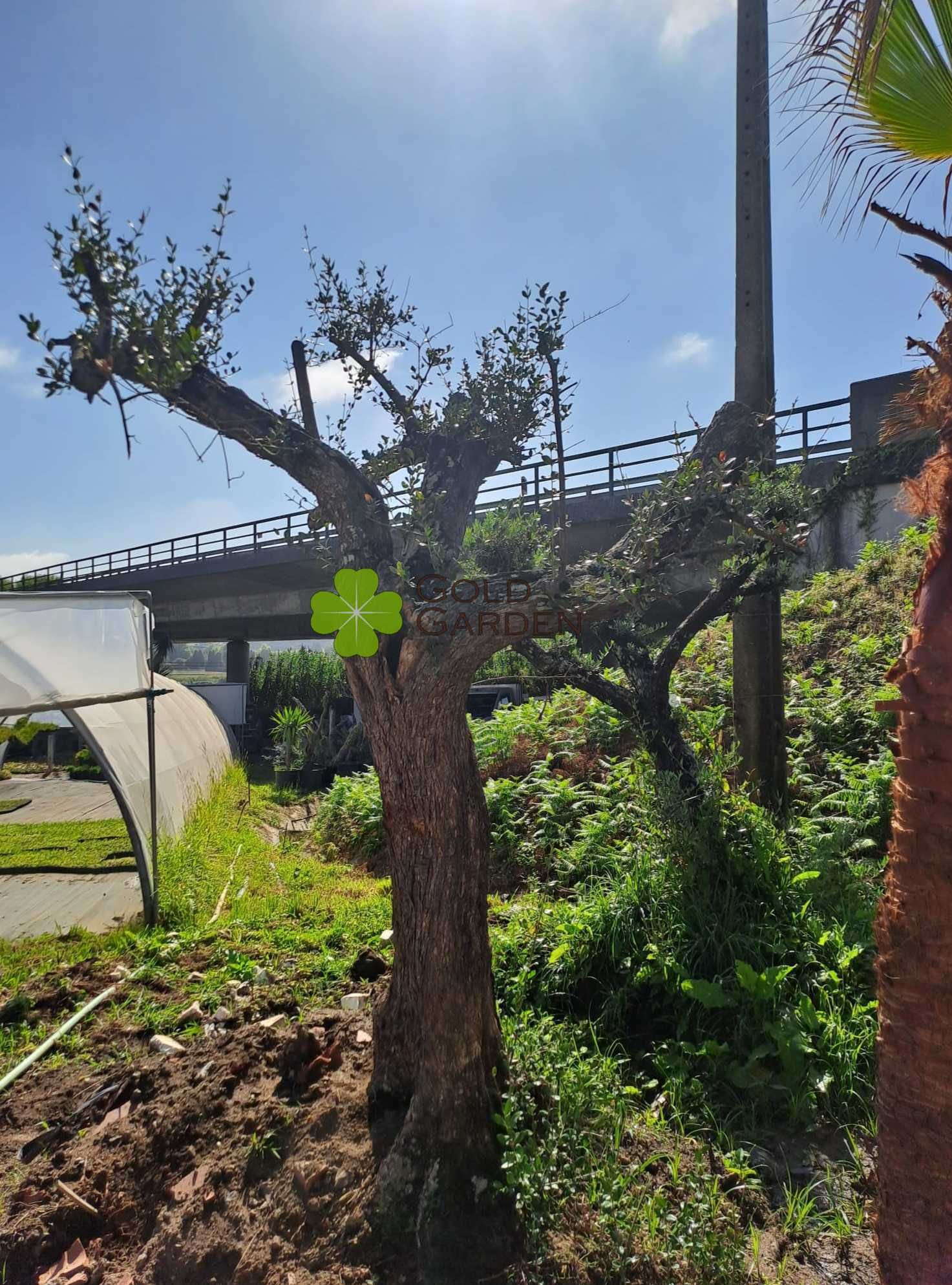 Escolha a sua Oliveira! / Plantas / Árvores / Jardim