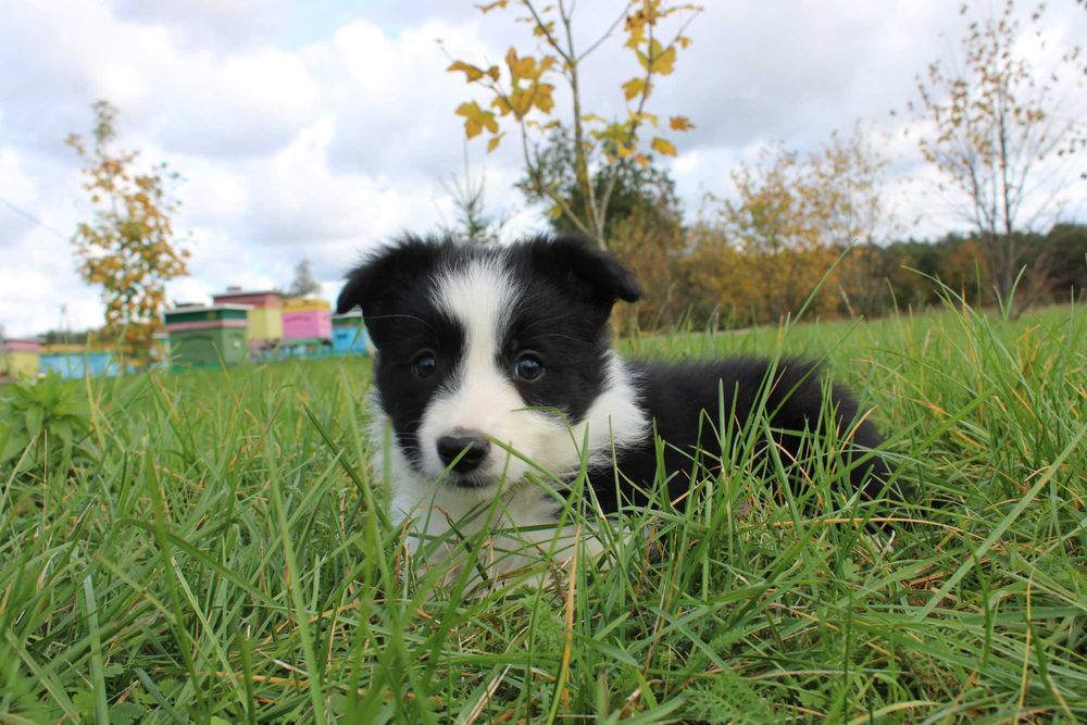 Border Collie suczka czarno biała