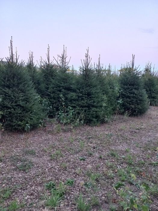 świerk pospolity na choinkę