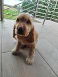 Piesek  Cociel Spaniel angielski do rezerwacji