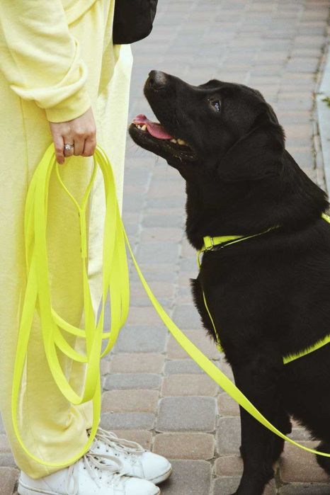 Spacer z Psem, Petsitting (Psy\Koty) Opieka Całodobowa Krzyki