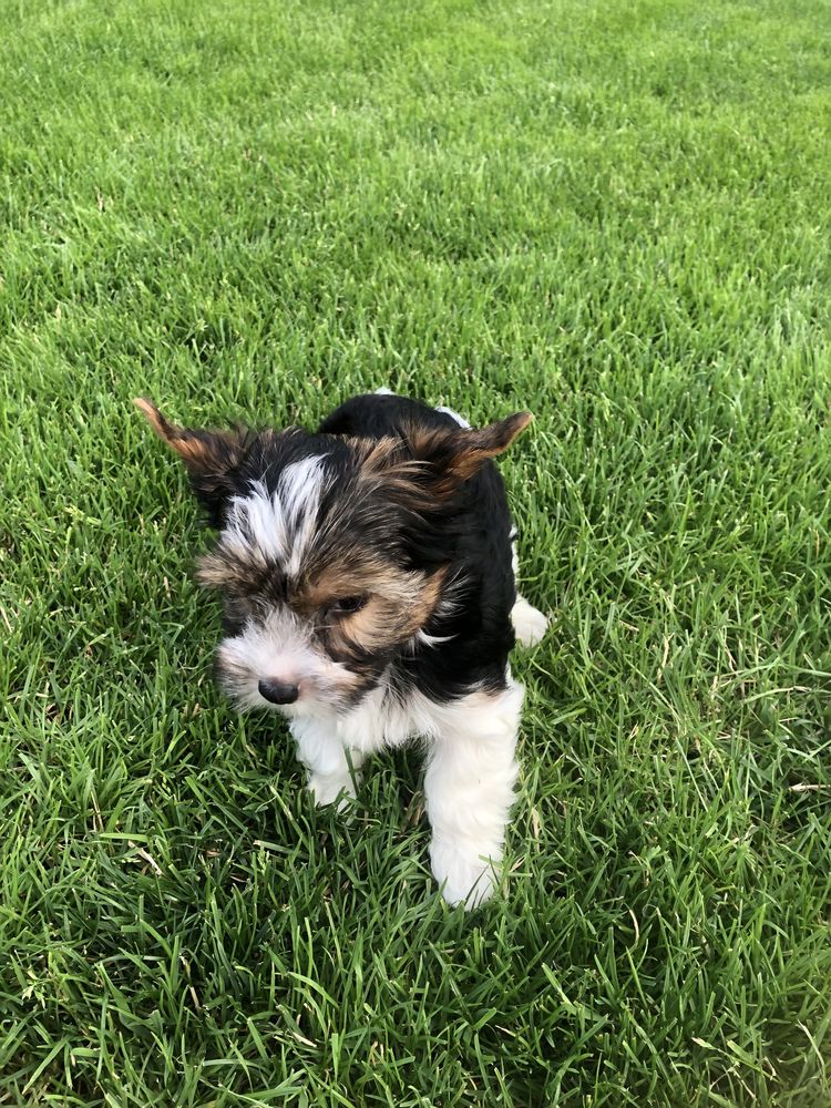 Yorkshire Terrier Biewer