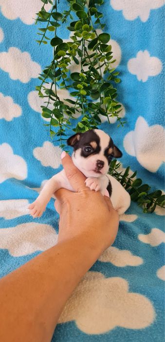 Estupendo Chihuahua/Chiuaua de Qualidade