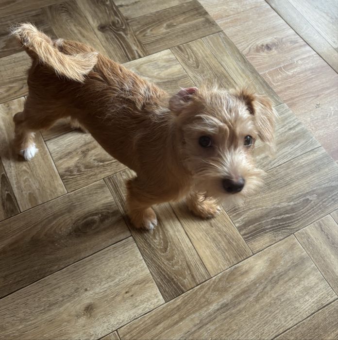 Pieski szukają domków