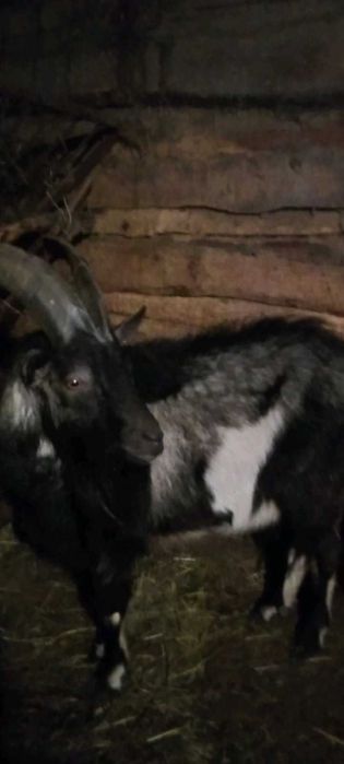 Sprzedam kozy i capa