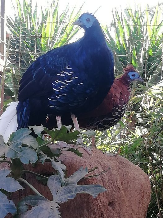 Fêmea faisão Vieillot