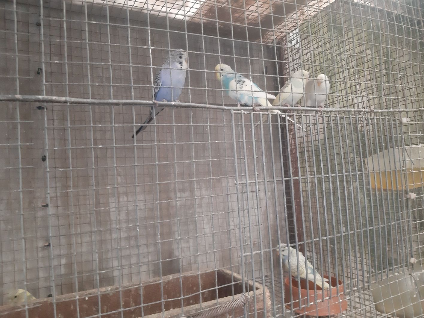 Periquitos autralianos de bom porte