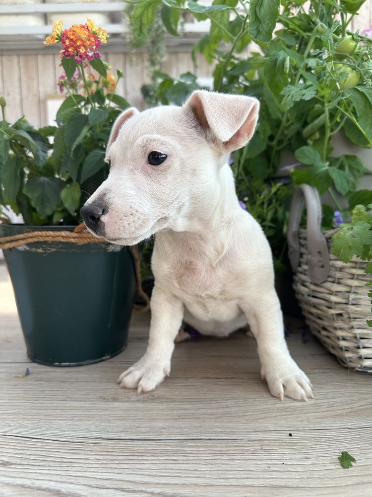 Jack Russel Terrier ostatni szczeniak suczka