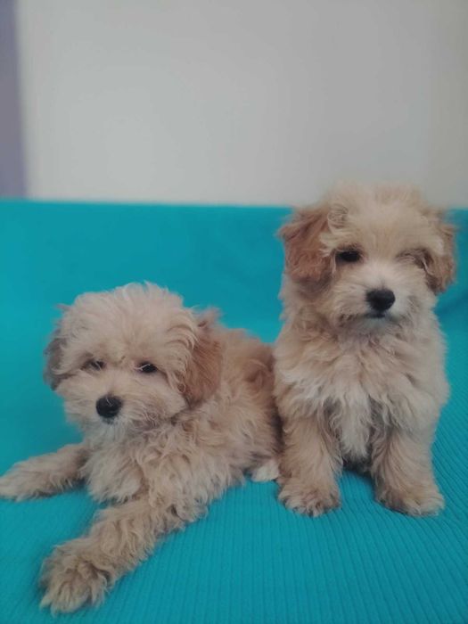 śliczny piesek maltipoo