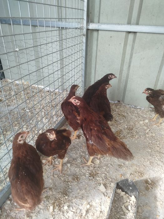 Galos novos rhode island