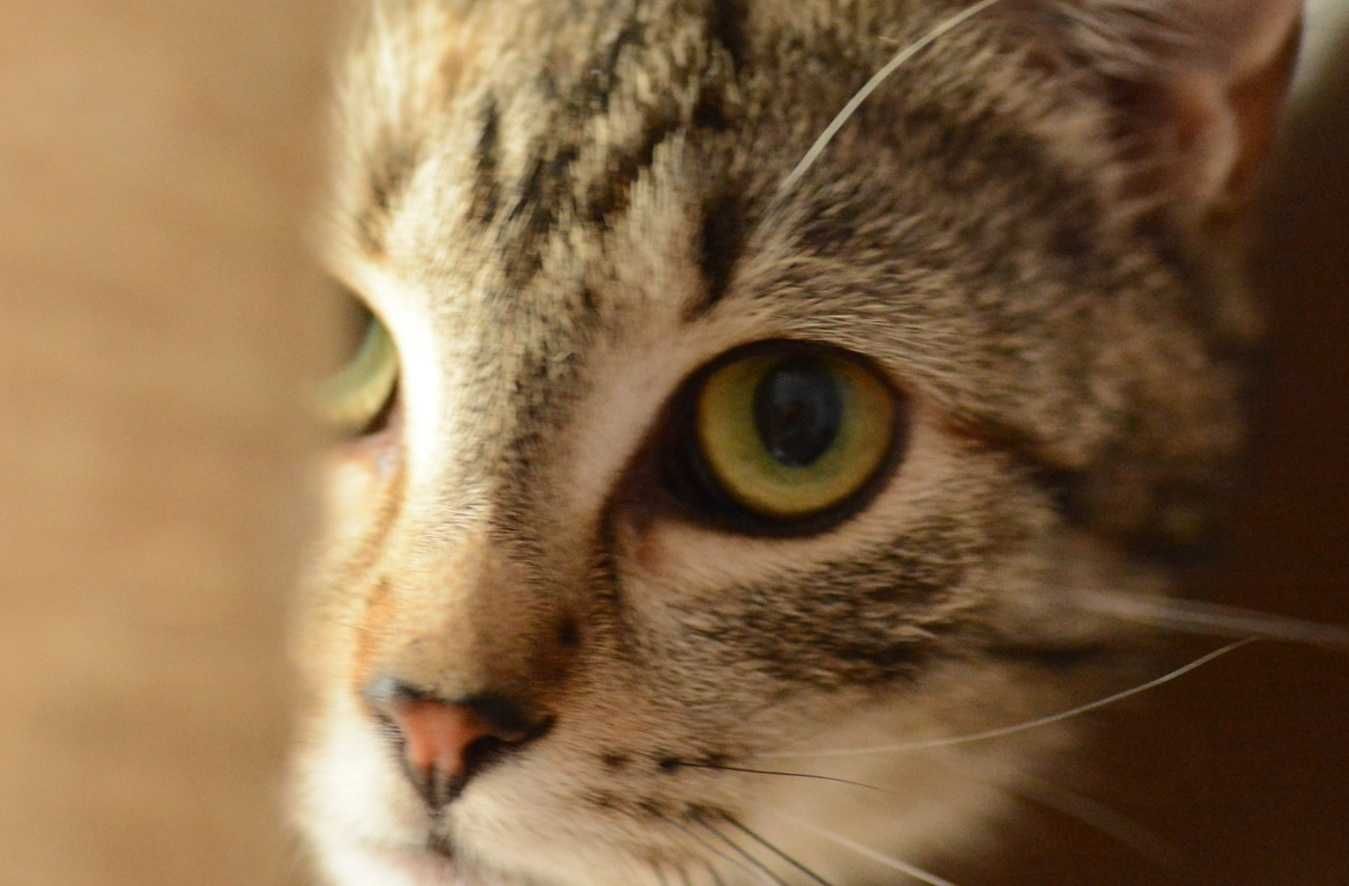 Bure,pręgowane kotki,kociczki,mama i córka,razem lub osobno.ADOPCJA