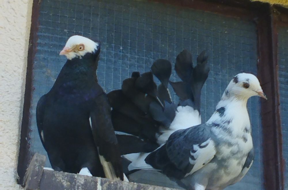 Gołębie ozdobne pawiki mewki białogłówki