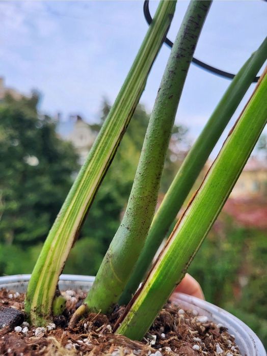 Монстера альба, monstera albo , варієгатна рослина