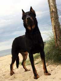 Owczarek Francuski Beauceron