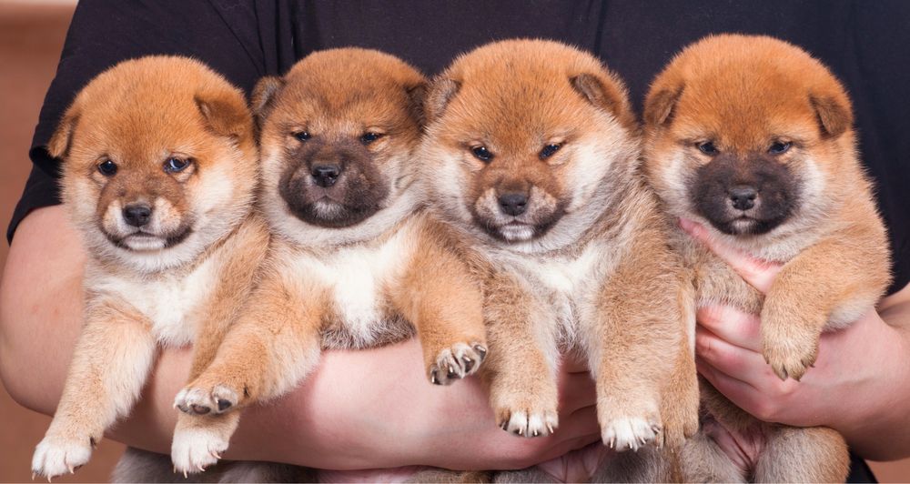 Шиба ину / шиба іну / shiba inu