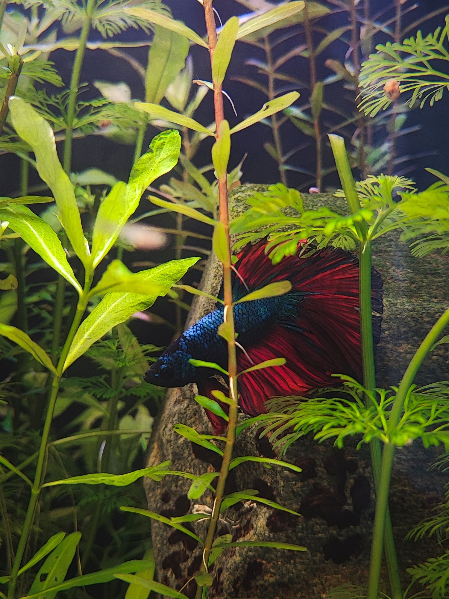 Betta splendens (foto real)