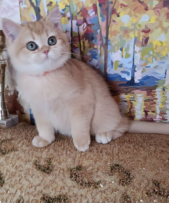 Британские короткошерстные котята золотой шиншиллы
