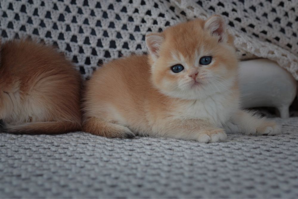 Кішечка кошеня британська золота шиншила NY12 AY12 котенок