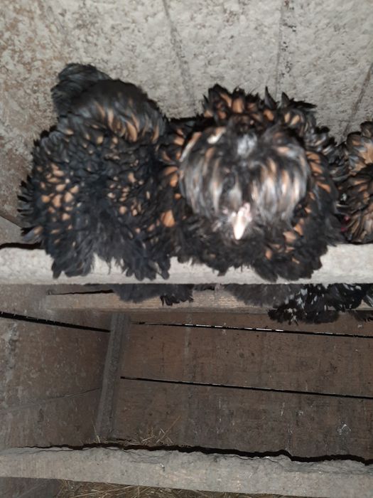 Інкубаційне яйце Падуан продам