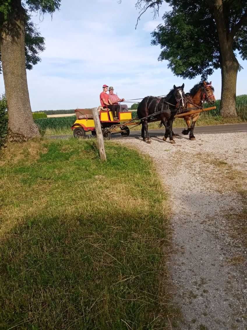 Sprzedam spokojnego ogierka