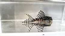 L66 Hypancistrus King Tiger