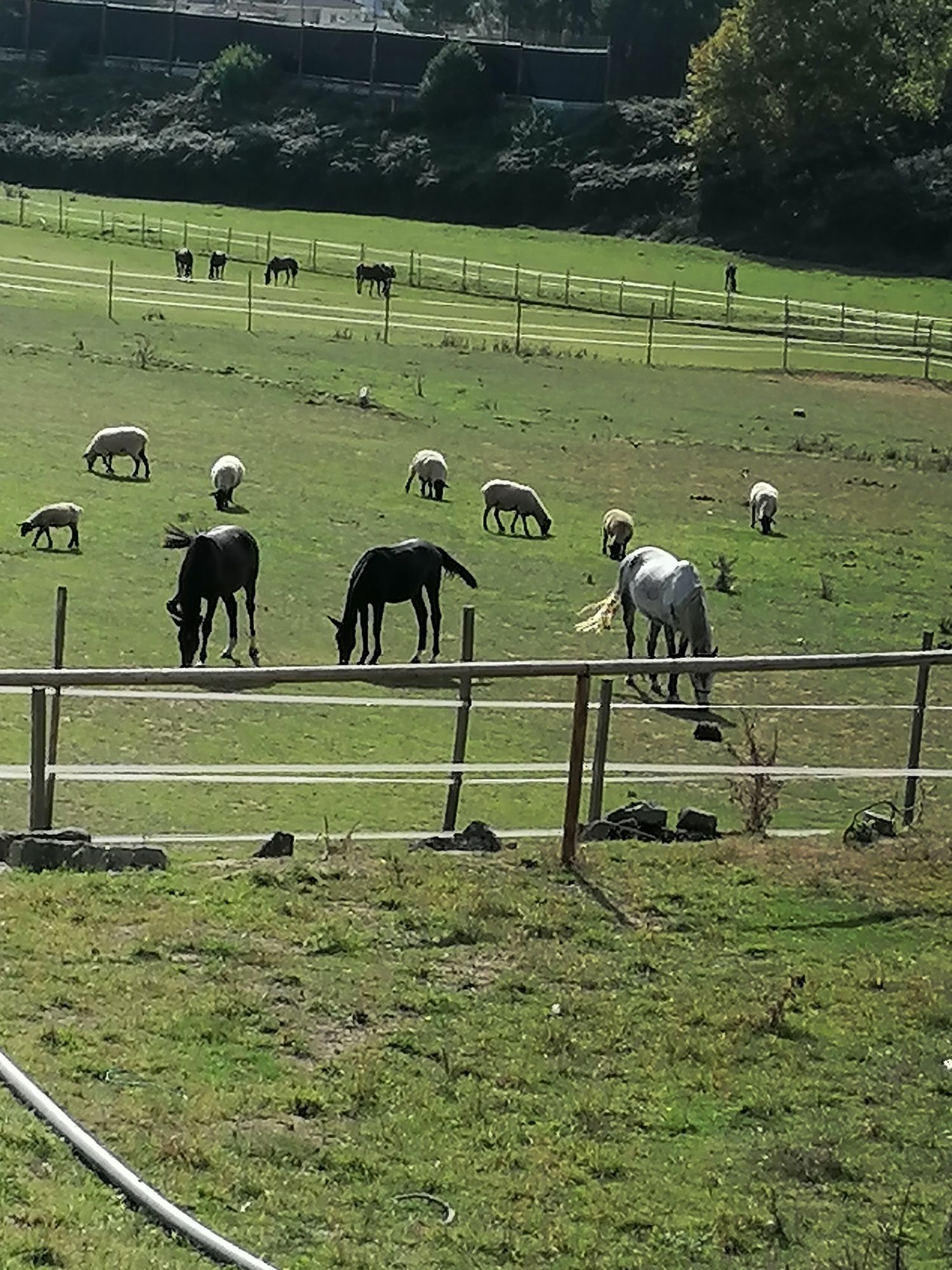 Cavalos em campo