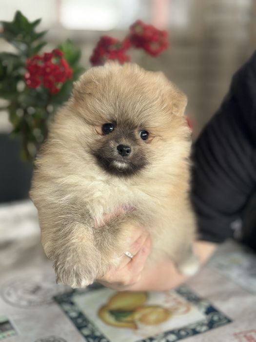 Чудовий хлопчик померанець