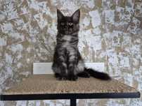 Kotka Maine Coon Personality Białystok