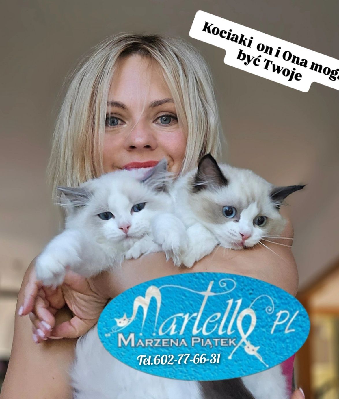 Ragdoll kotka seal bicolour