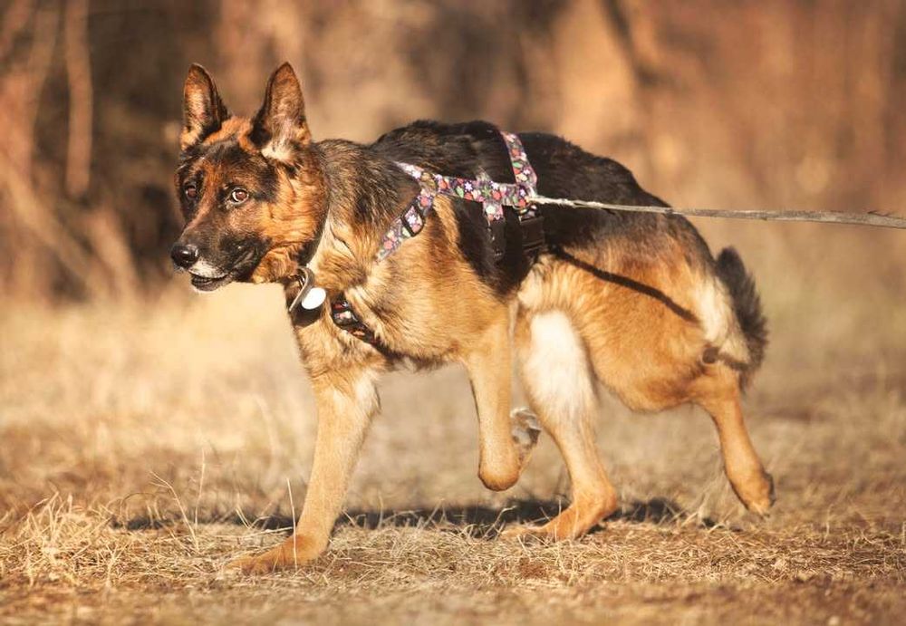 Diego owczarek niemiecki szuka domu