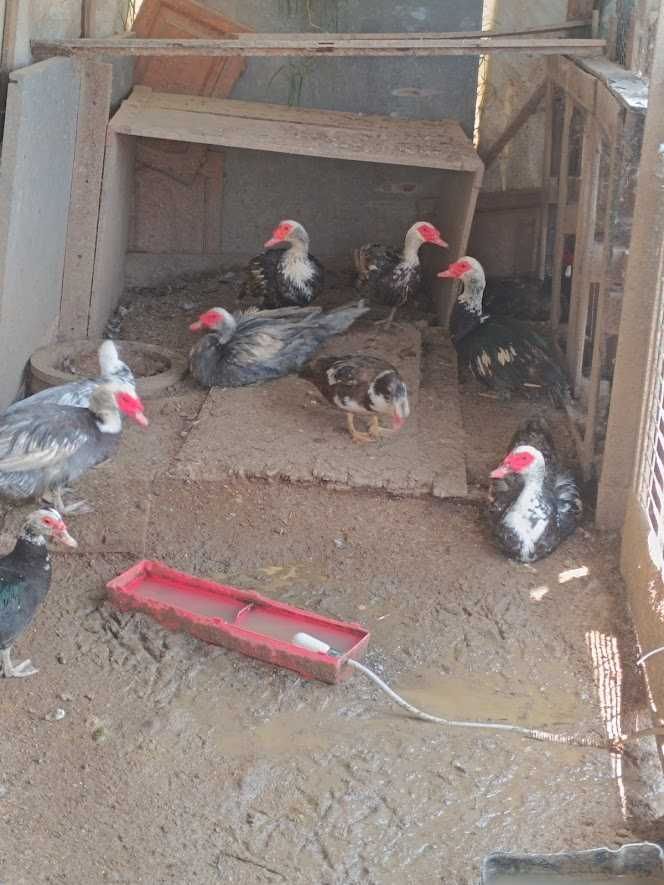 cabras anãs,perus,patos mudos