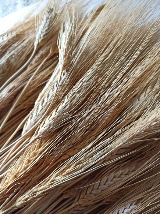 Колоски пшениці 35–45 см. 50 шт.  Декор, сухоцвіти