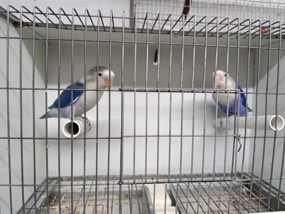 Casal agapórnis fischeris azuis