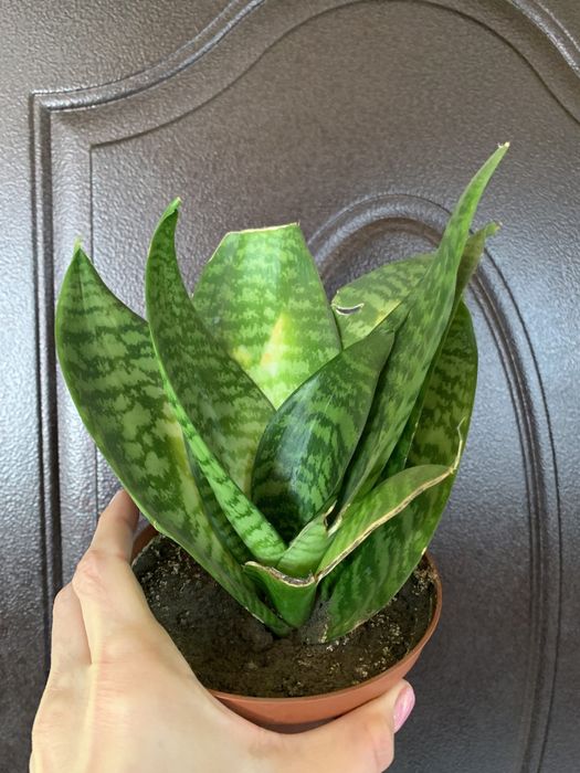 Сансевієрія ліберійська вазон