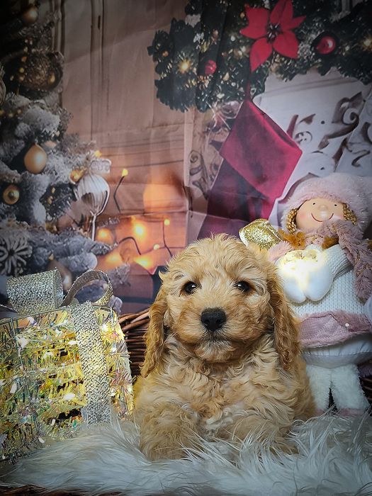 *Cockapoo* inteligentna suczka Badania Rodowód Paszport Wyprawka