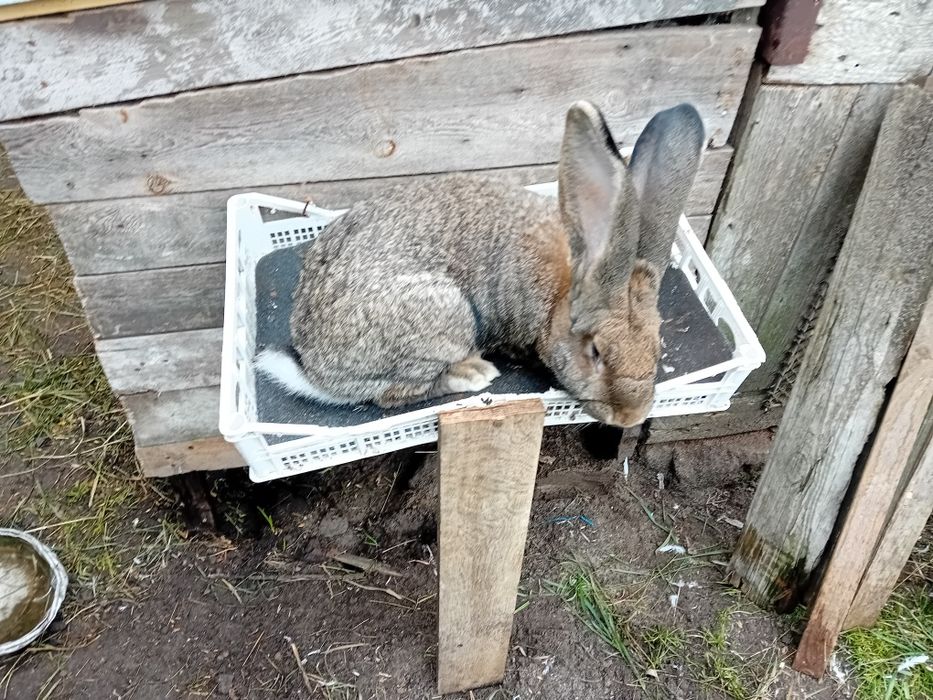 Sprzedam króliki belgijskie