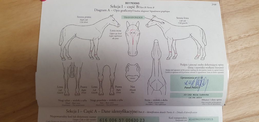 Sprzedam konia małopolskiego