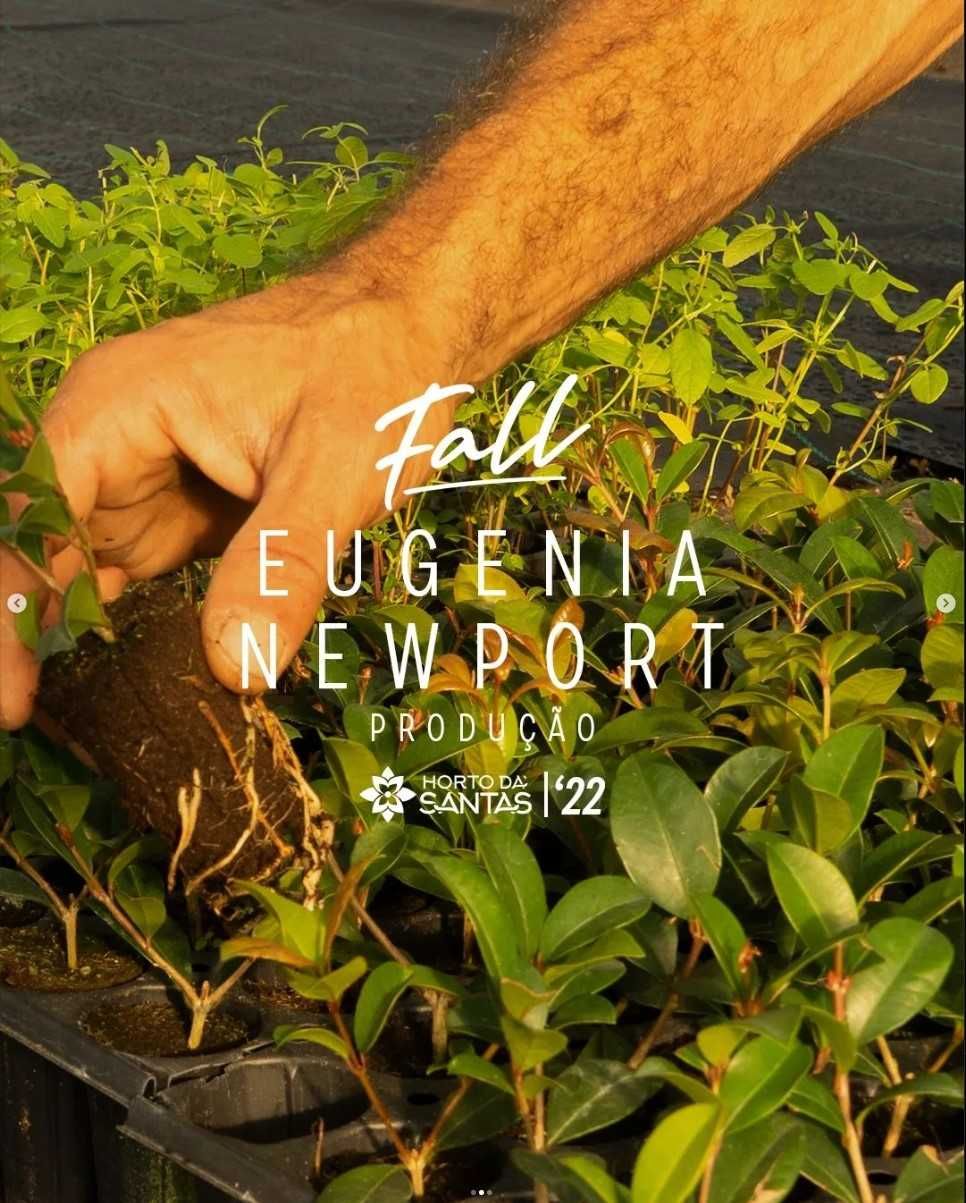 Eugenia Newport 50CM-100CM-150CM-200CM-250CM-300CM-350CM-400CM