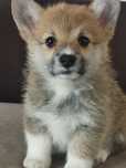 Welsh Corgi Pembroke