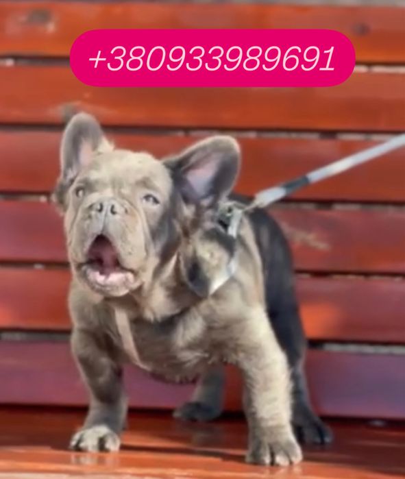 Флаффи пушистый французик 4 месяца