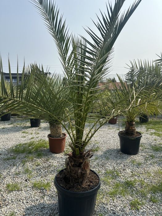 Daktylowiec Kanaryjski Phoenix Canariensis  Palma Mrozoodporna 220cm