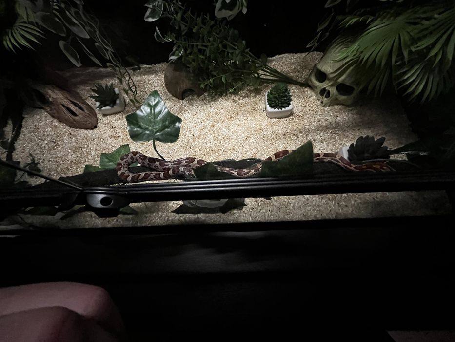 Waz zbozowy classic (samica) z terrarium