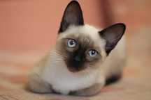 Gatinho siames para adoção responsavel