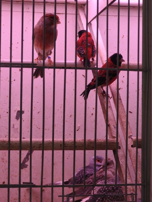 Cardinalitos bonitos