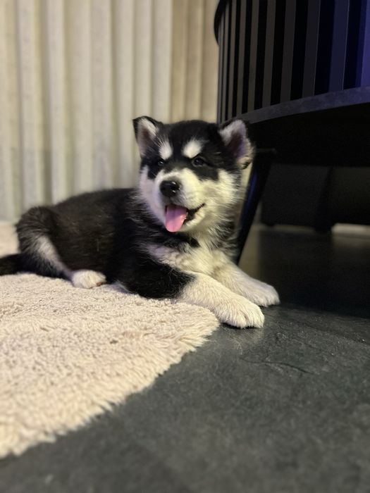 Szczeniaczki Alaskan Malamute
