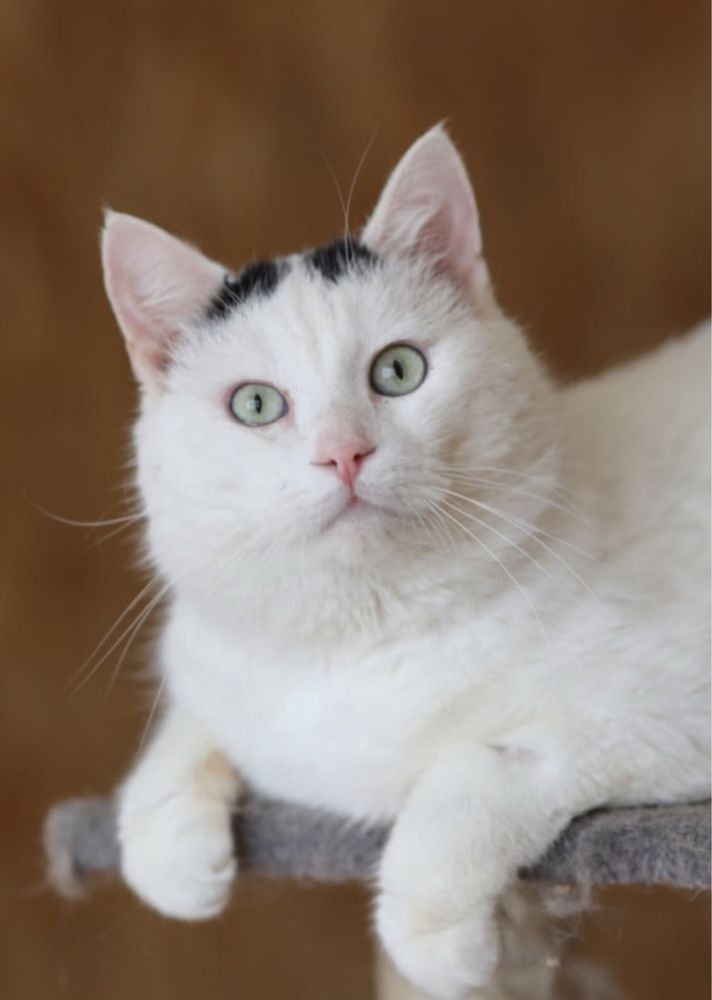 Обалденный кот Альф 2 года, очень ласковый и ручной котик, красавец