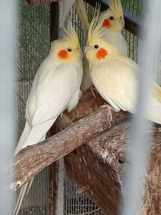 Caturras Lutinas 2025